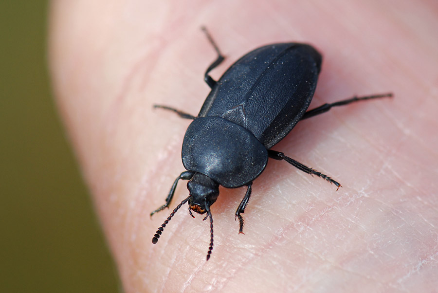 Silpha obscura? tristis?